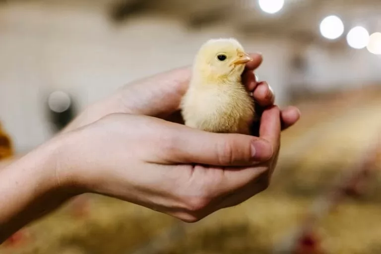 Early nutrition research in poultry is speeding up
