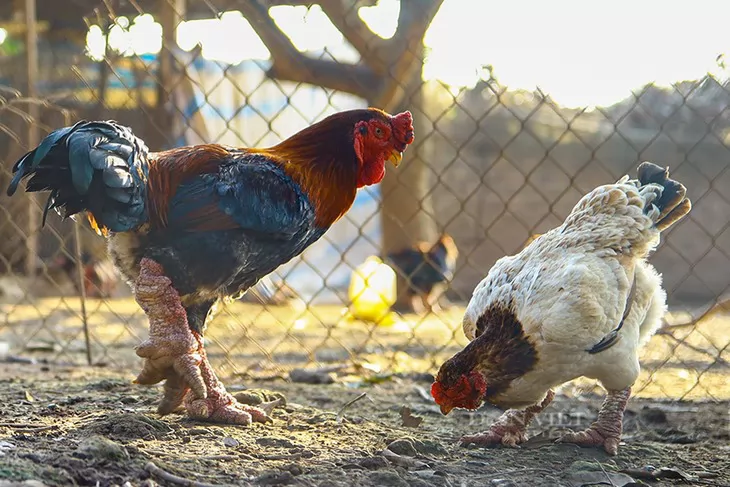 Dong Tao chickens produce strong profits for Hung Yen farmers