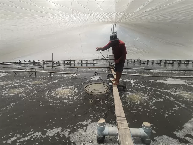 Bến Tre Province farmers adopt innovative techniques for high-tech shrimp farming