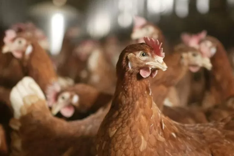Breeds better suited to cage-free production