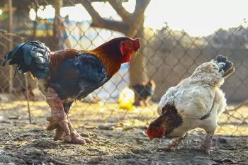 Dong Tao chickens produce strong profits for Hung Yen farmers