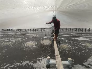 Bến Tre Province farmers adopt innovative techniques for high-tech shrimp farming