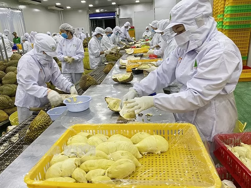 Exports of frozen durian see a threefold increase in volume
