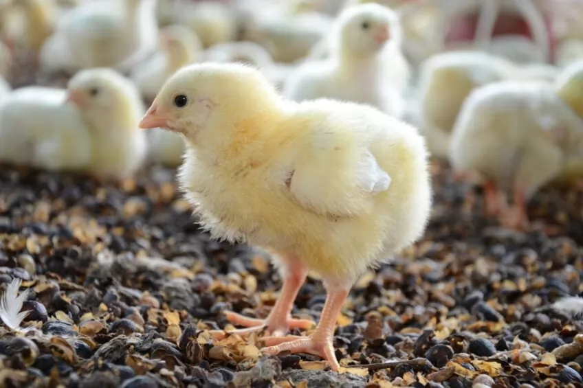 Upholding vaccination standards for day-old chicks in the hatchery