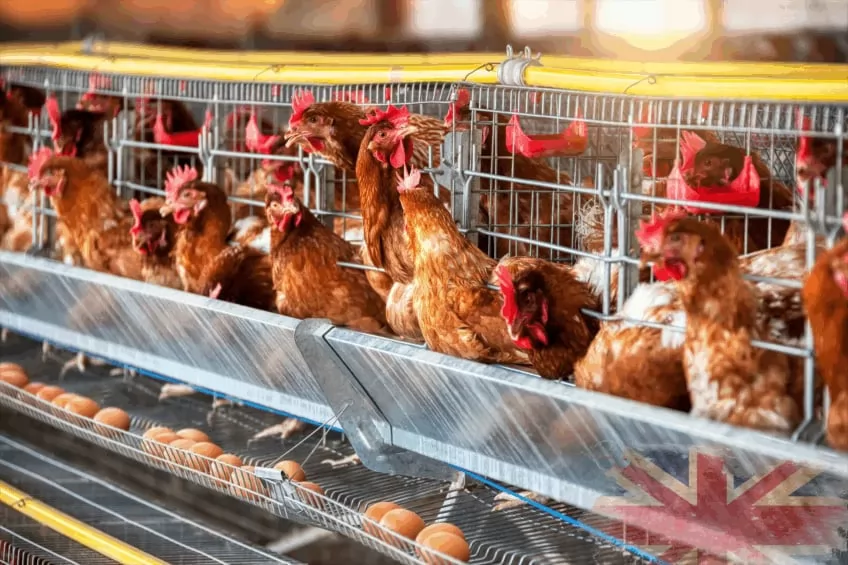 Cage-free countdown: UK retailers face 2025 deadline
