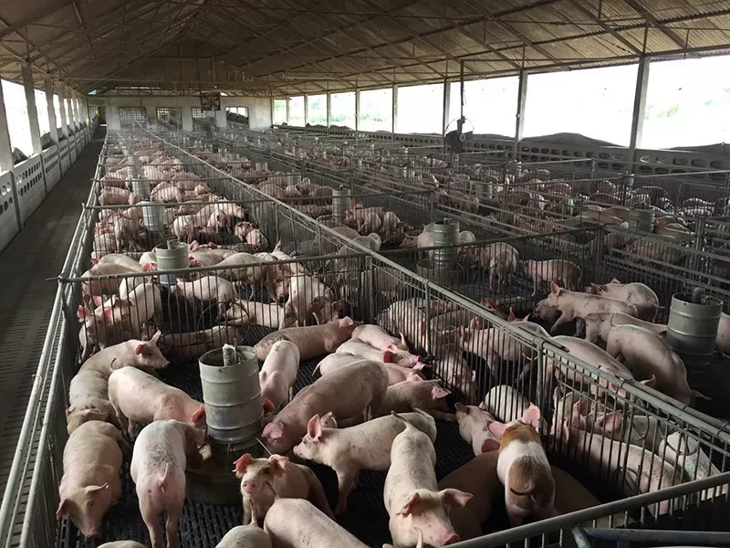 Booming pork demand sparks race among Vietnam\'s top pig producers