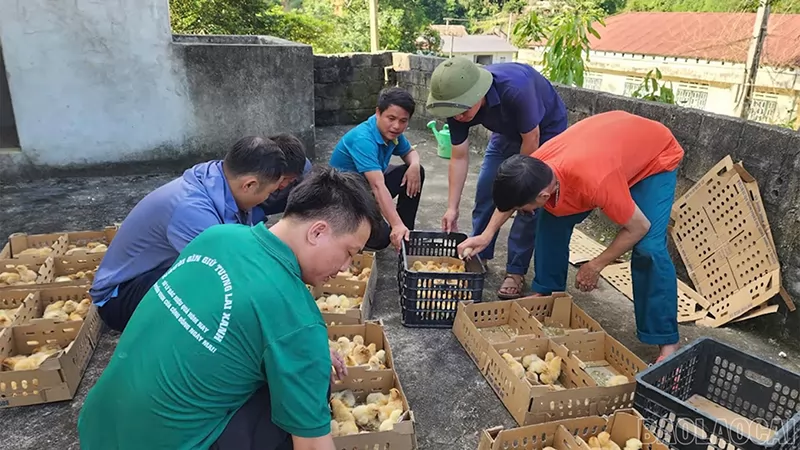 Support chicken breeds for farmers in Nghia Do commune