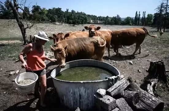 Farmers in southwest France express growing concern over the ongoing heatwave