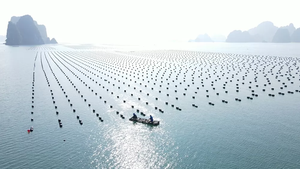 Vietnam\'s seafood industry achieves sustainable growth: Today\'s position, tomorrow\'s aspiration