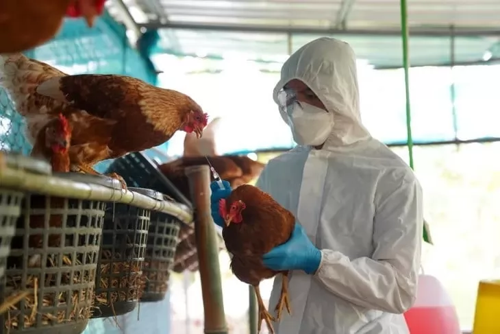 Avian influenza outbreak confirmed in commercial layer farm in Argentina