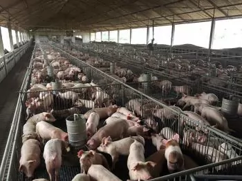 Booming pork demand sparks race among Vietnam's top pig producers
