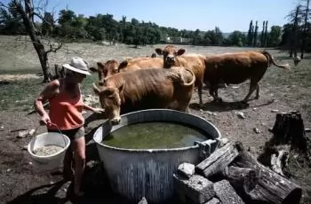 Farmers in southwest France express growing concern over the ongoing heatwave