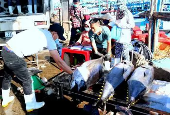 Local enterprises urge to amend decree on tuna fisheries