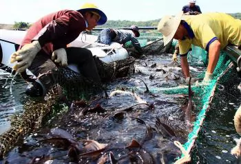Directorate of Fisheries and Fishery Surveillance responds to proposal on controlling imported sturgeon