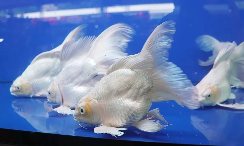 HCMC aims for an ornamental fish center combined with tourism
