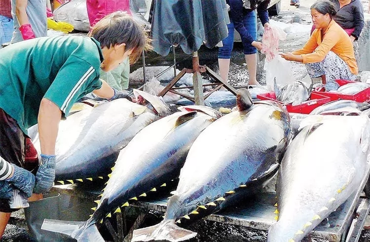 Tuna enterprises struggling to find a way out