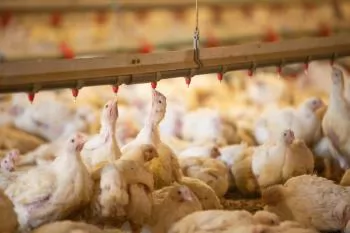 Avian influenza: First global dialogue targets the rising pandemic threat