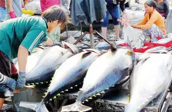 Tuna enterprises struggling to find a way out