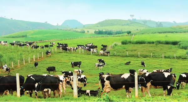 Dairy herd growth slows, urgent calls for joint solutions