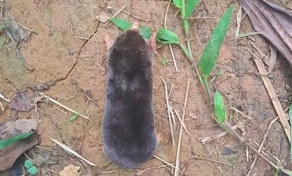 Discovery of a mole species named Darwin in Thanh Hoa province