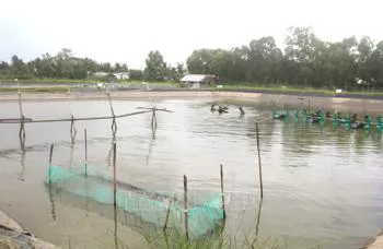 Vĩnh Long farmers turn to tilapia for sustainability, high income