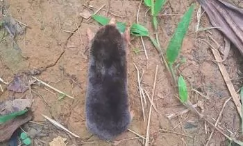 Discovery of a mole species named Darwin in Thanh Hoa province