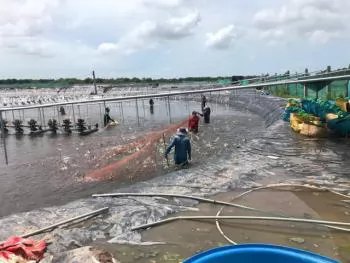 Establishing ecosystem for sustainable shrimp industry development