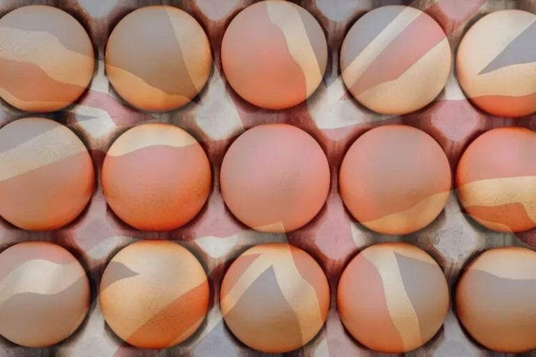 Prevalence of Salmonella in UK eggs remains well controlled