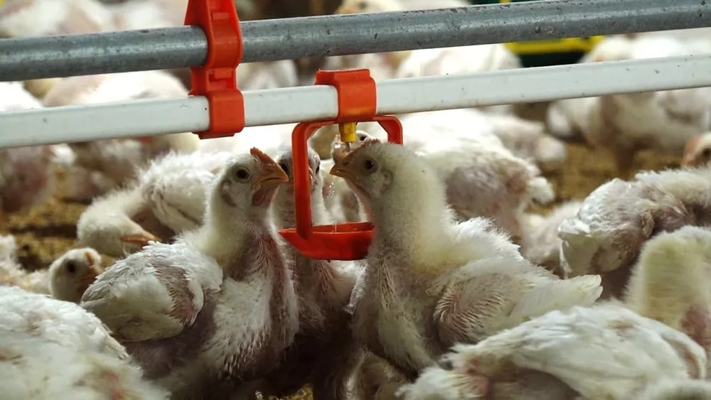 Digital livestock farming in Thai Nguyen: From policy to practical action Digital livestock farming in Thai Nguyen: From policy to practical action