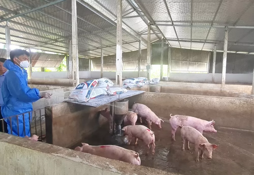 Best practices for African Swine Fever control