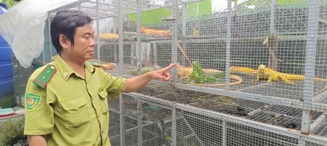 Nearly 200 illegally bred iguanas found at unlicensed wildlife facility in An Giang