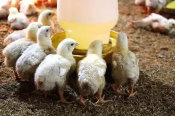 Biosecure livestock farming fosters a green economy