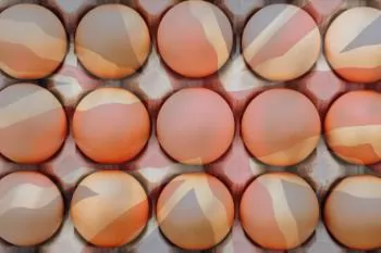 Prevalence of Salmonella in UK eggs remains well controlled