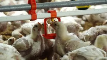 Digital livestock farming in Thai Nguyen: From policy to practical action