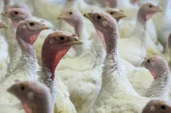 3D turkey gut model created to fight blackhead disease