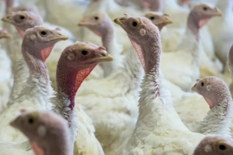 3D turkey gut model created to fight blackhead disease