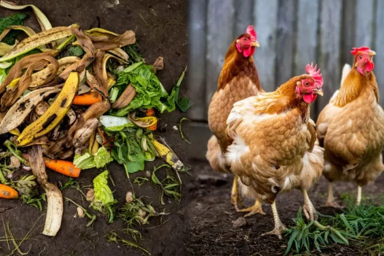 Turning organic waste and manure into valuable, sustainable feed Turning organic waste and manure into valuable, sustainable feed