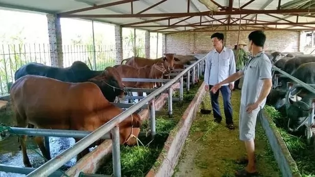 Viet Nam to reduce methane emissions in livestock production