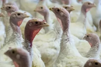 3D turkey gut model created to fight blackhead disease