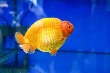 Ho Chi Minh City's ornamental fish sector rakes in nearly USD 15 million annually