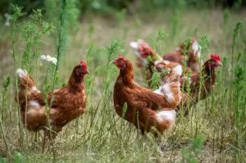 Changes coming in UK's feed rules for organic poultry and pigs