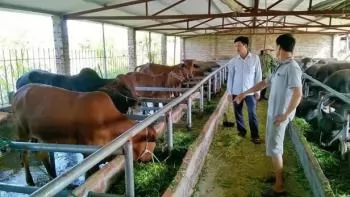 Viet Nam to reduce methane emissions in livestock production