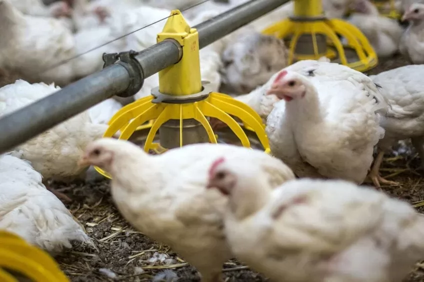 Morocco launches CBD poultry feed study as an antibiotic alternative Morocco launches CBD poultry feed study as an antibiotic alternative