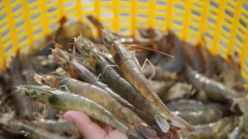 Double duties, tightening rules: a critical test for shrimp exports