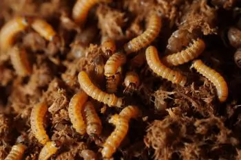 Can black soldier fly larvae safely convert chicken manure?