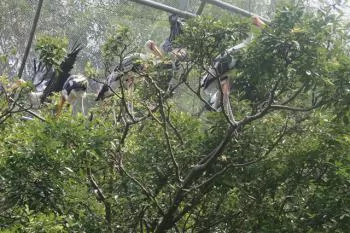 $11.4mln expansion planned for Đồng Tháp Mười Ecological Reserve