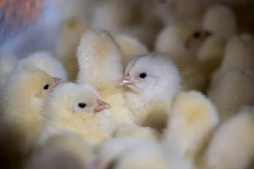 Egypt sets sight on exports as oversupply crisis tightens its grip Egypt sets sight on exports as oversupply crisis tightens its grip