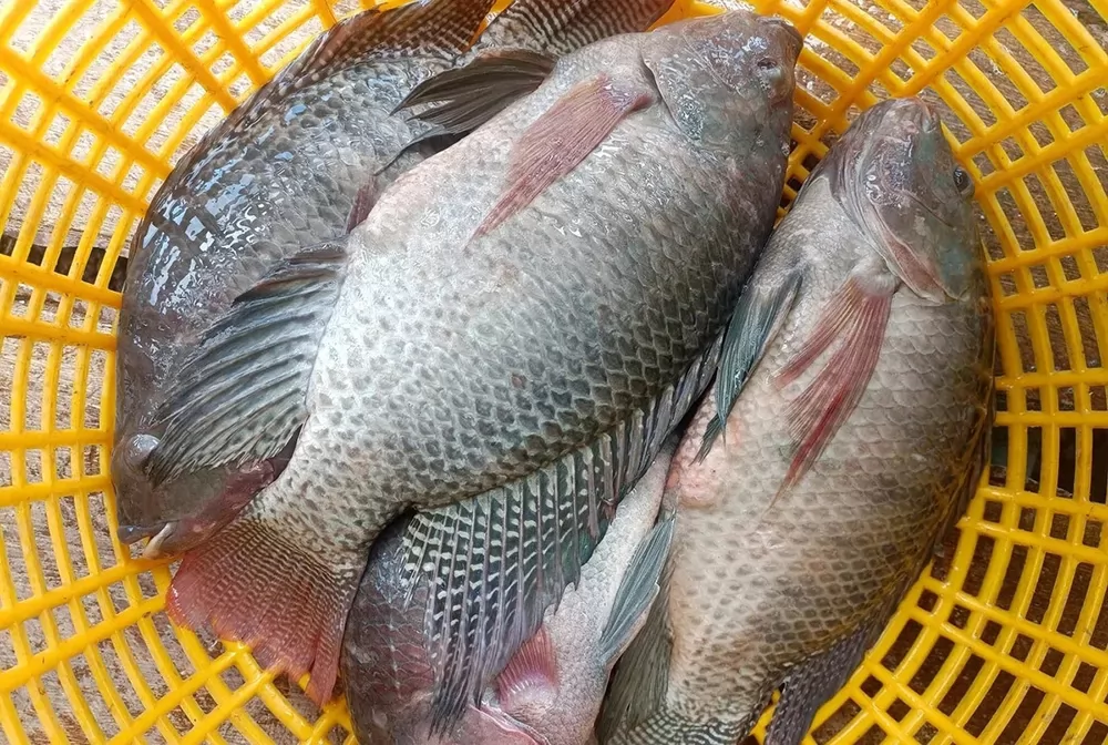 The US accounts for more than half of Viet Nam\'s tilapia export value