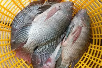 The US accounts for more than half of Viet Nam's tilapia export value