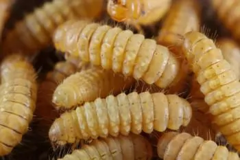 Fuelling sustainable protein from poultry waste